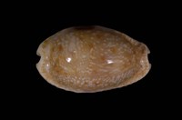 藏品(腰斑寶螺)的圖片